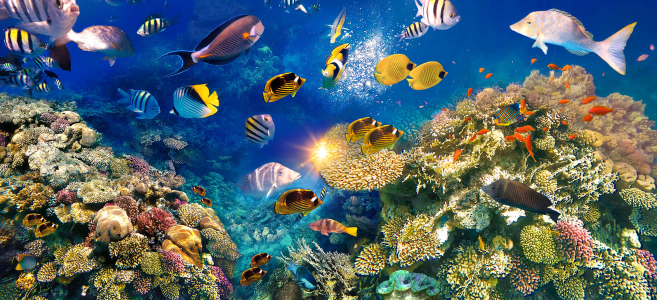 Get mesmerized by the beauty of various exotic fishes