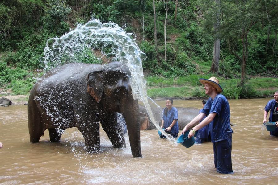 Play around with the friendliest lot of elephants