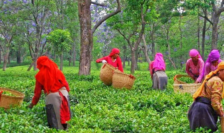 Bir Tea Factory, <em>Bir</em>