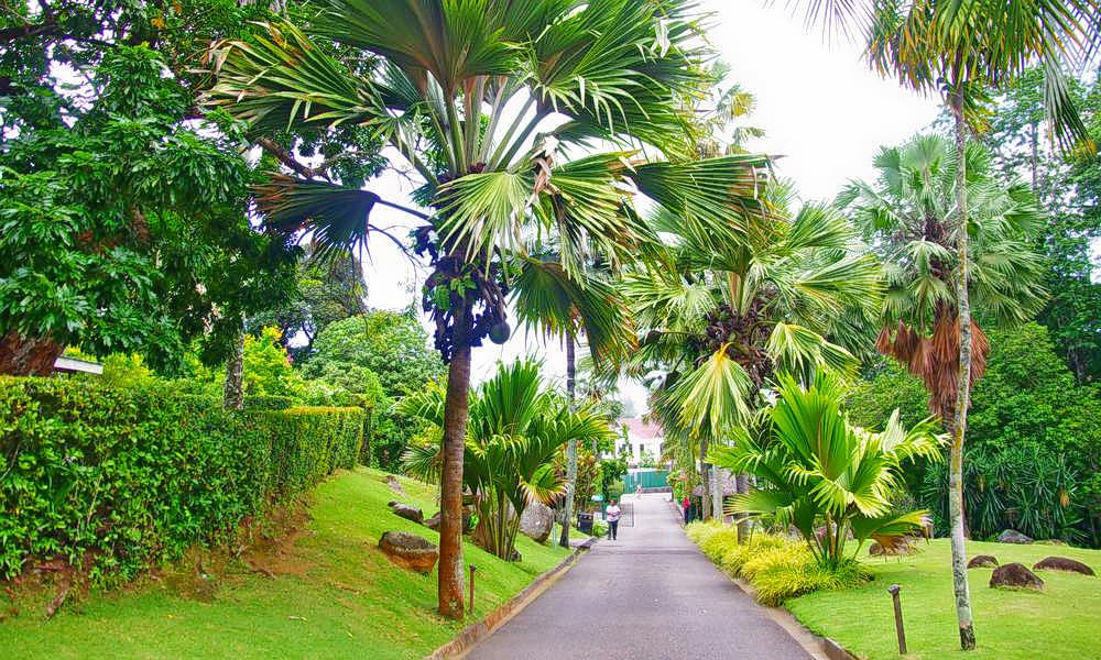 Seychelles National Botanical Gardens Overview