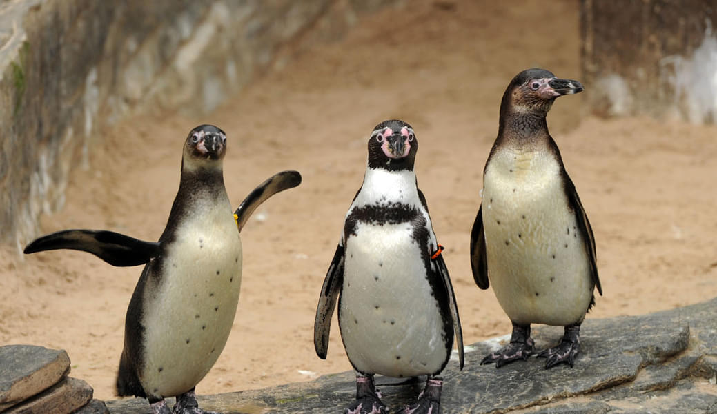 Say hello to the cute penguins and learn more about them