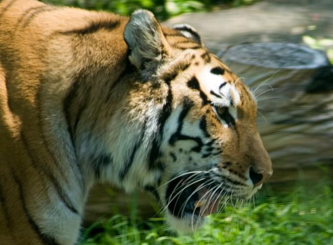 Tiger at Bronx Zoo