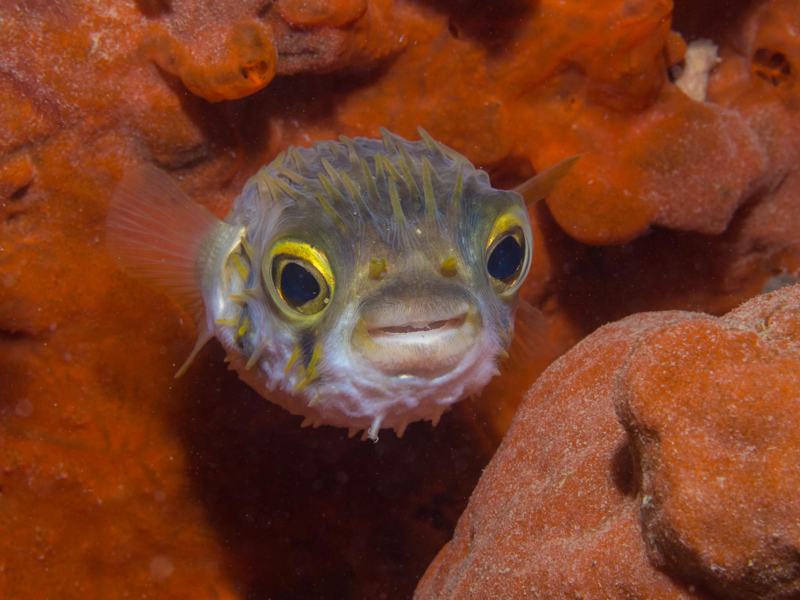 Witness the intriguing beauty of a pufferfish.