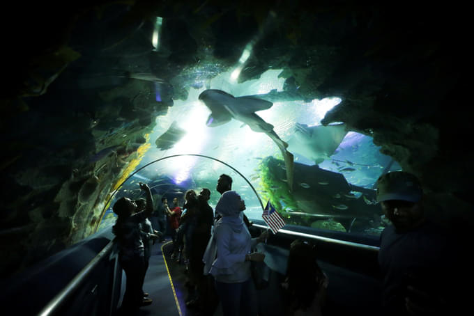Visit the Aquaria KLCC