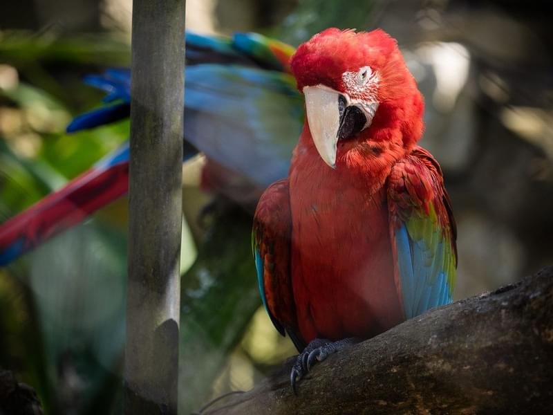 Parrot in Sao Paulo Zoo