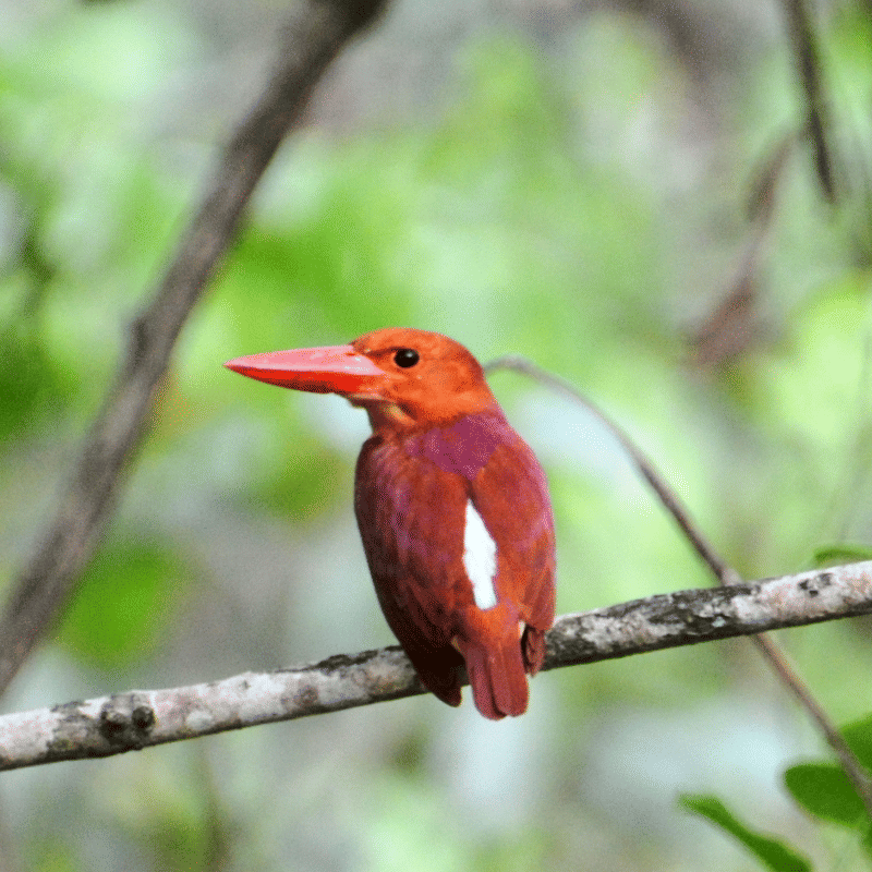 Enjoy Birdwatching