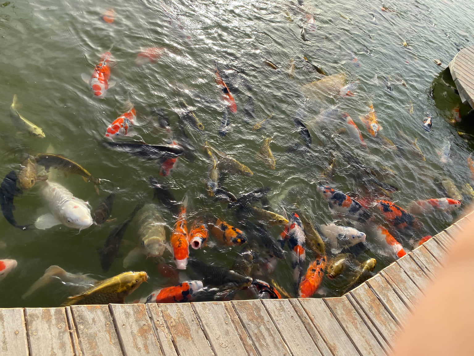 Look at colorful fish species