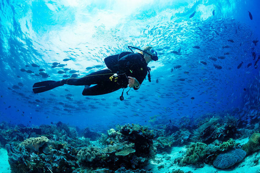 Scuba Diving In Fujairah Image