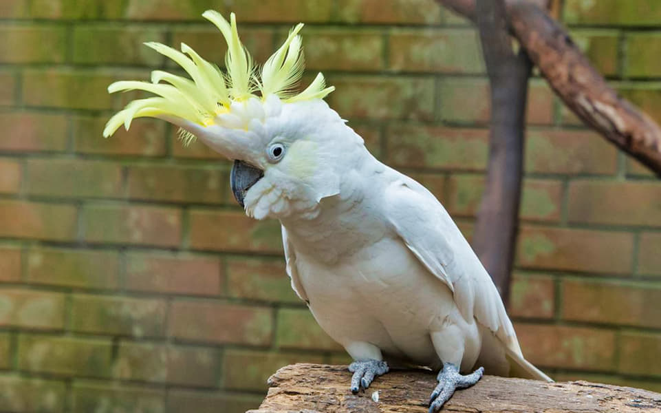 Koala Park Sanctuary Sydney Admission Image