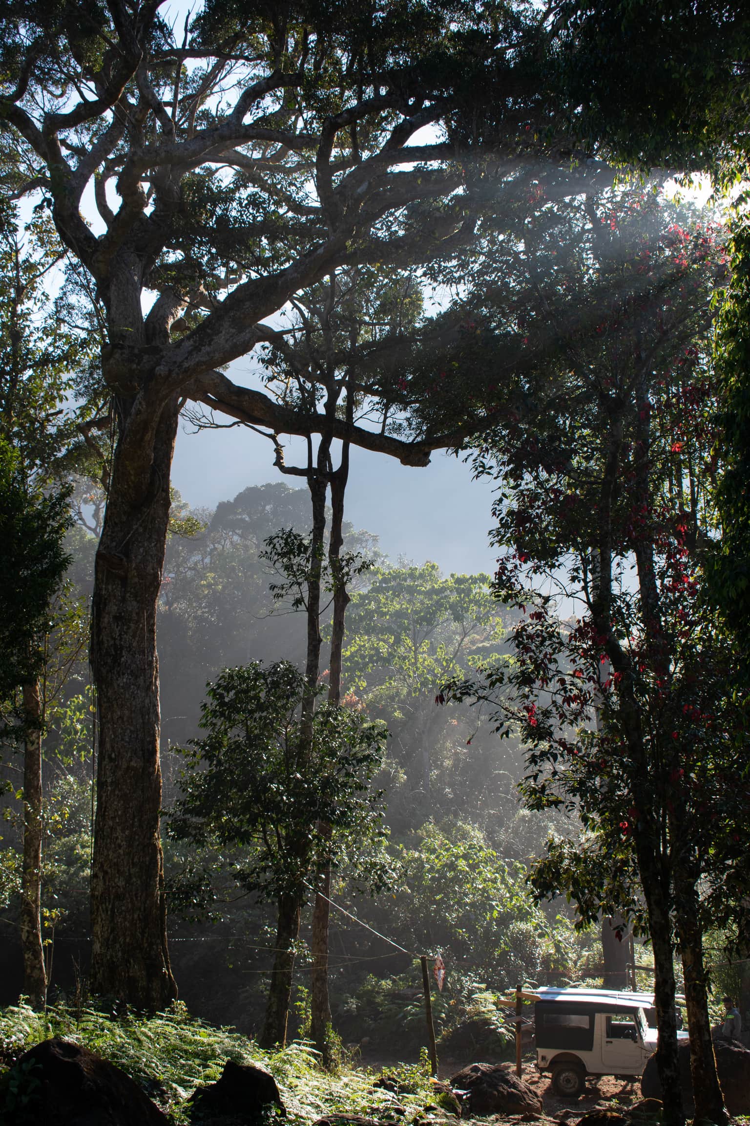 <em>Wayanad</em> Tour Packages From Chandigarh