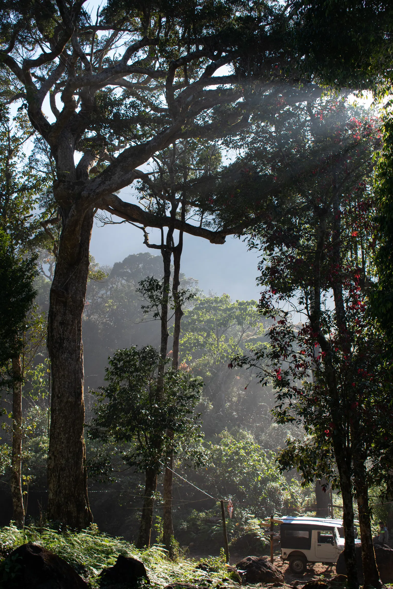 <em>Wayanad</em> Tour Packages From Surat 