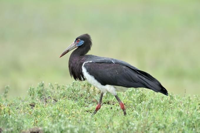 Abdim's Stork