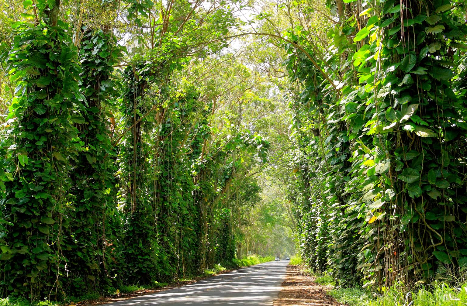 Kauai Tree Tunnel