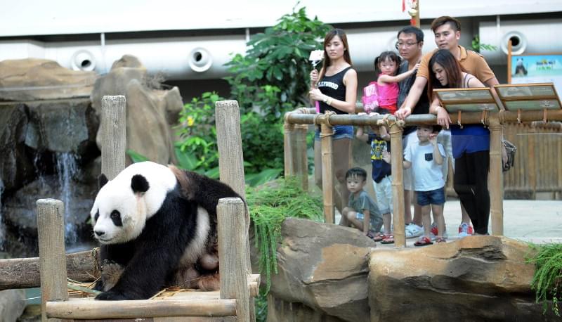 Watch the playful giant pandas: Xing Xing and Liang Liang