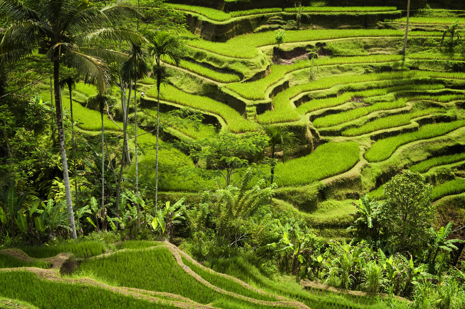 Yoga Tours in Ubud