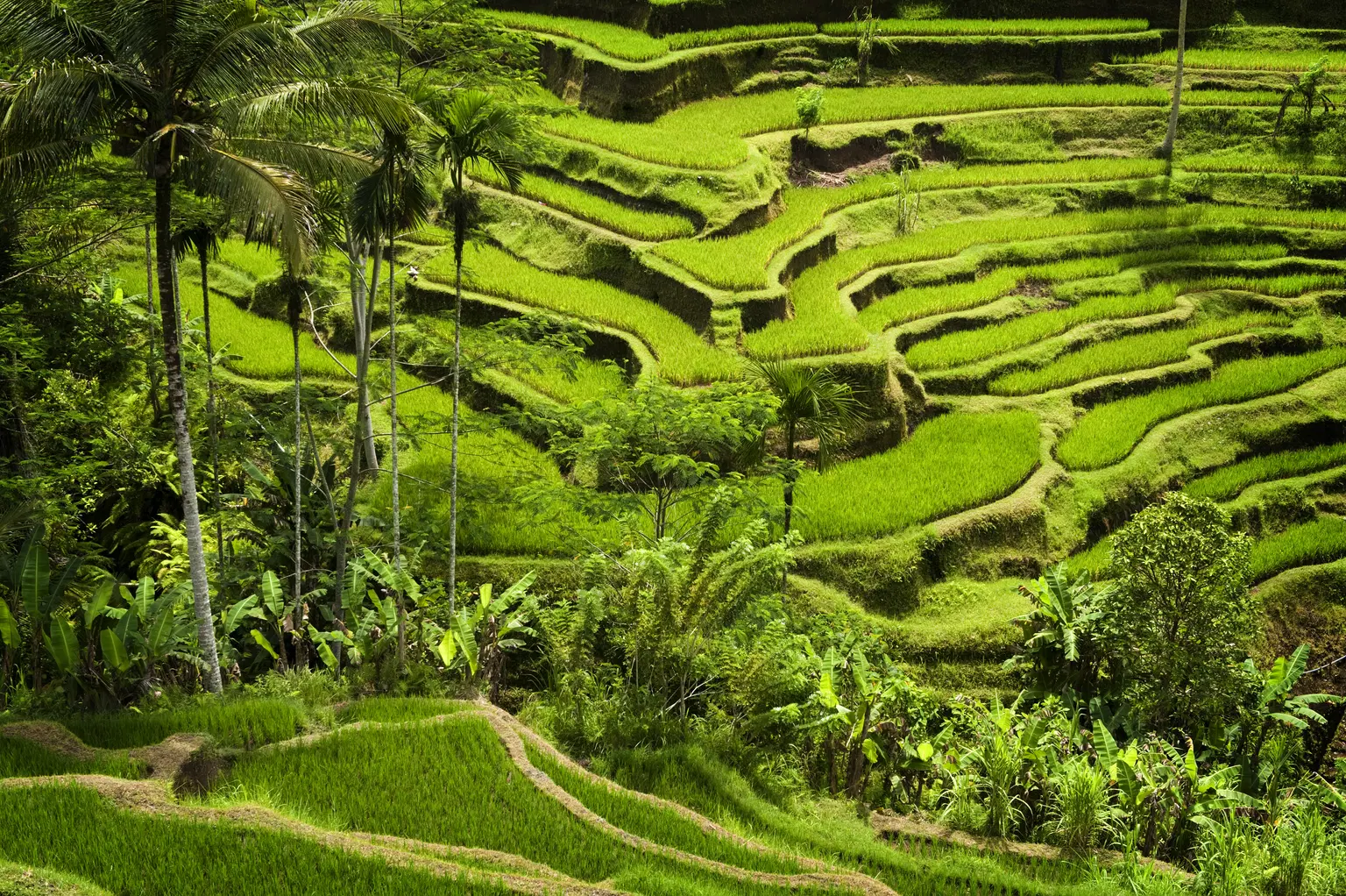 Ubud Group Tour Packages