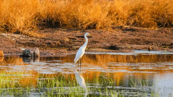 Witness a wide variety of flora and fauna