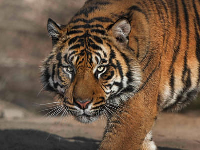Witness the Sumatran tiger, the only surviving tigers of the Sunda islands