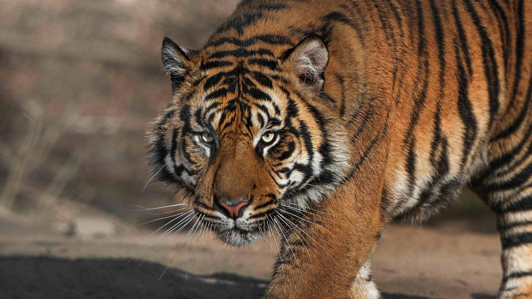 Witness the Sumatran tiger, the only surviving tigers of the Sunda islands