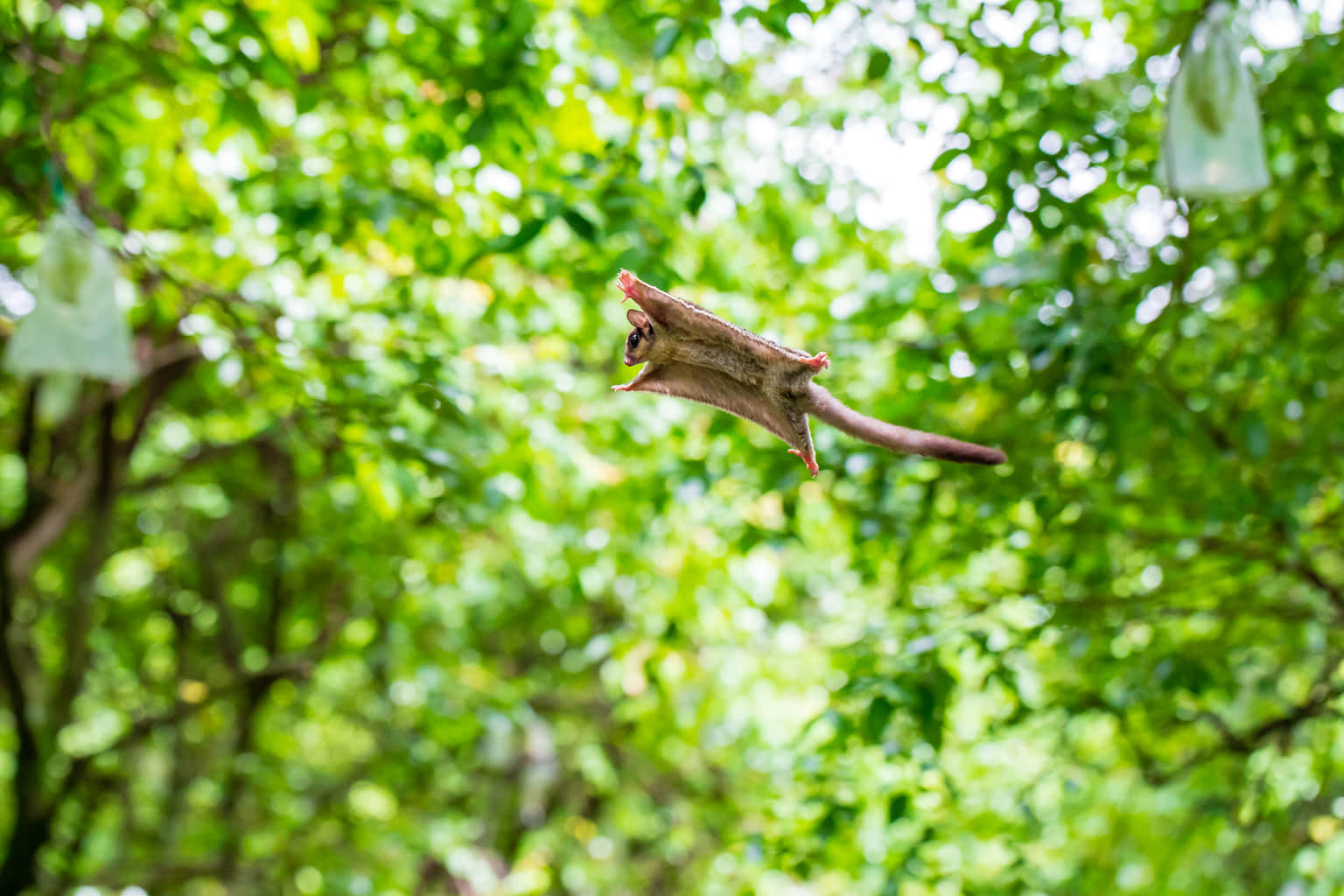Sitamata Wildlife Sanctuary