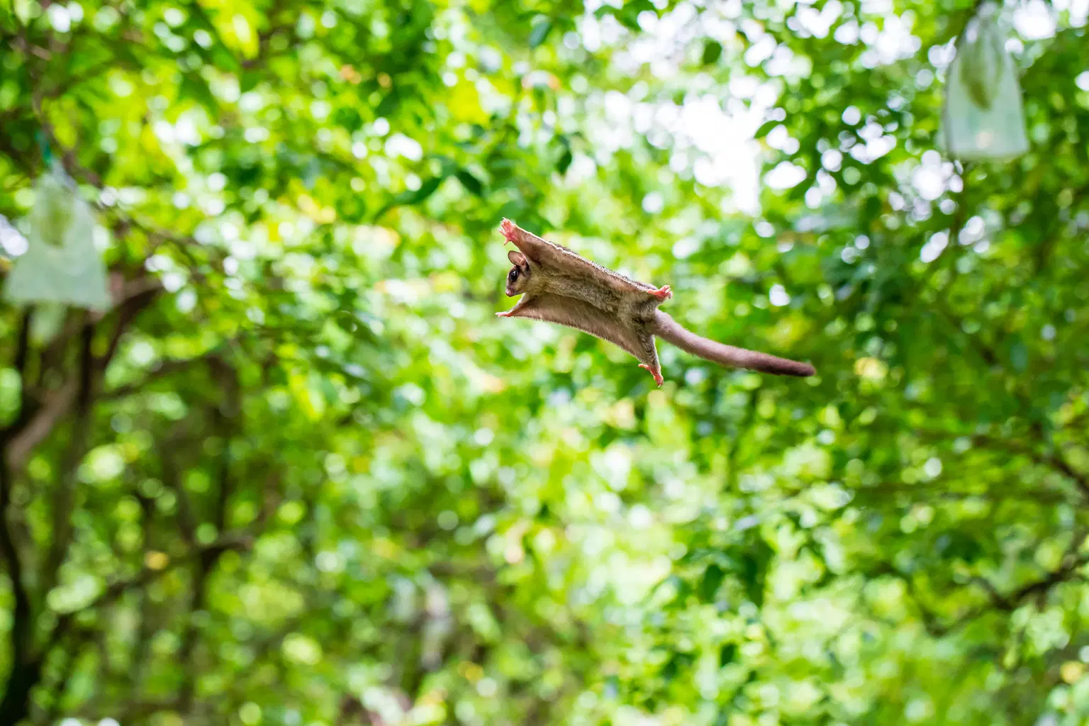 Sitamata Wildlife Sanctuary