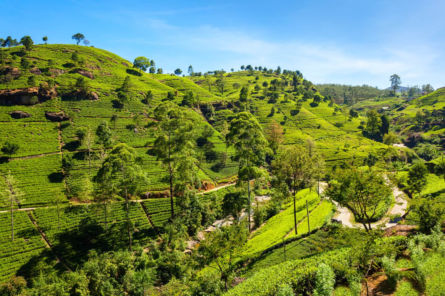 Things to do in <em>Nuwara Eliya</em>