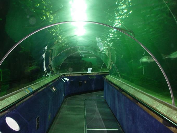 Ocean Tunnel