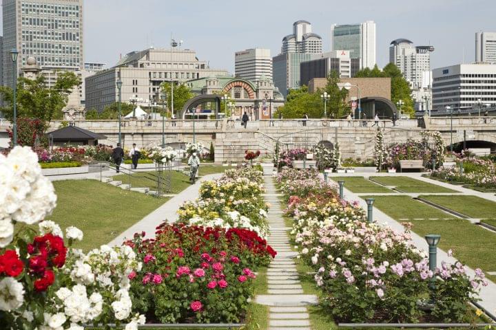 Admire the roses in Nakanoshima park