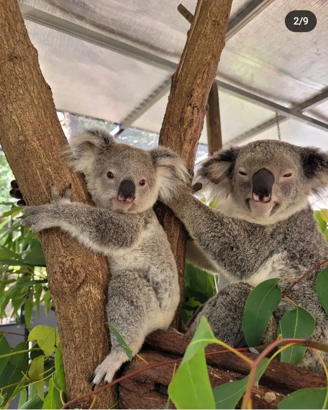 Kuranda Koala Gardens