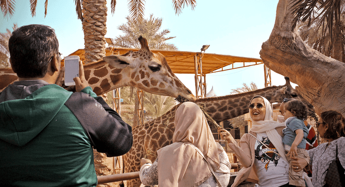 Giraffe Feeding