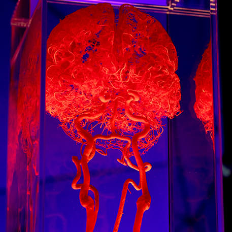 Representation of depths of the human brain