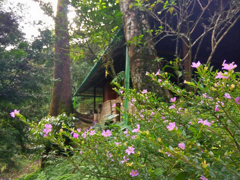 Tree House Stay in Wayanad Image