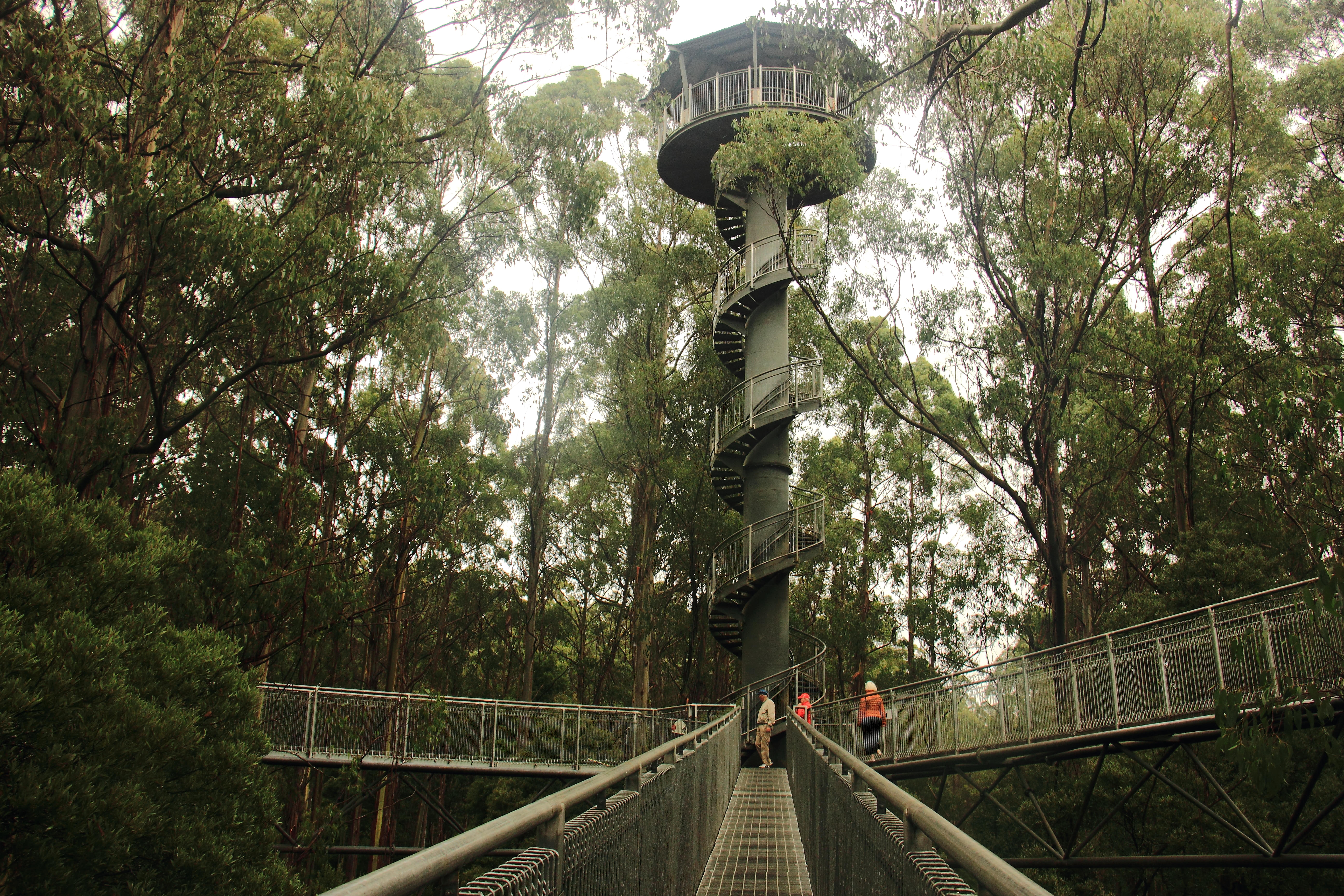 Climb up the 45m Spiral Tower to witness the best views of the rainforest
