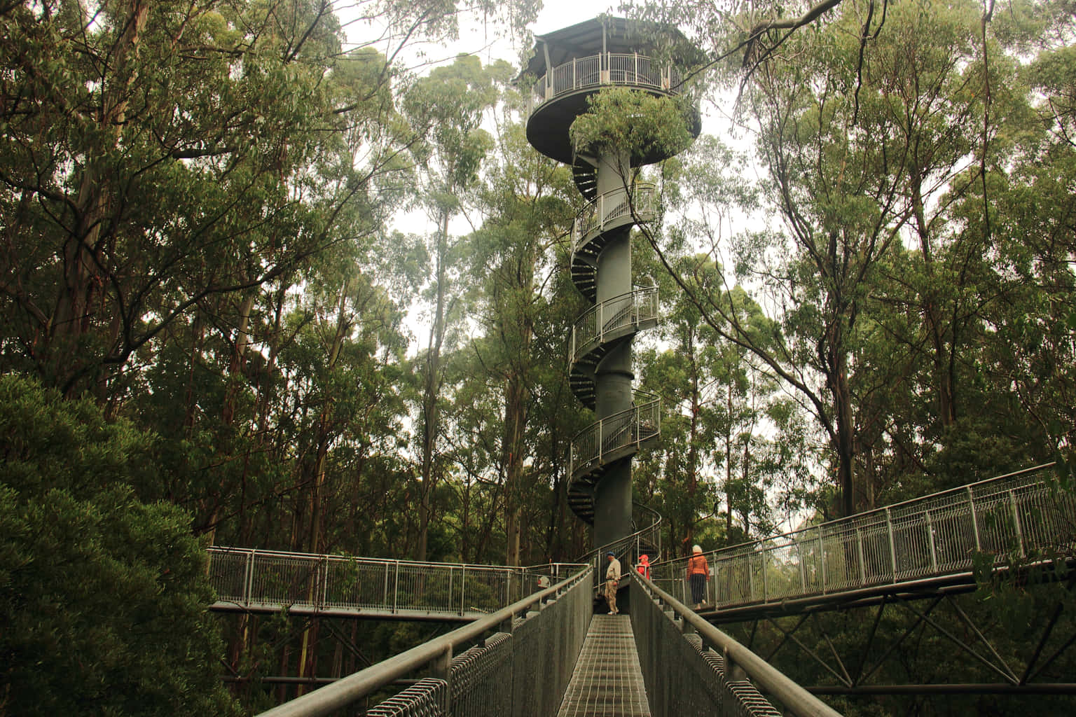 Otway Fly Treetop Adventures Tickets