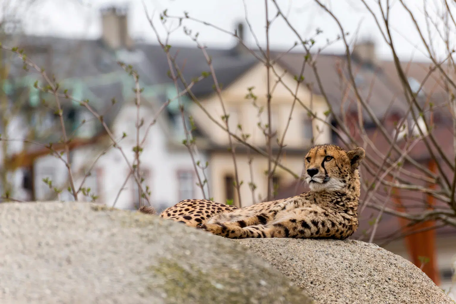 Basel Zoo