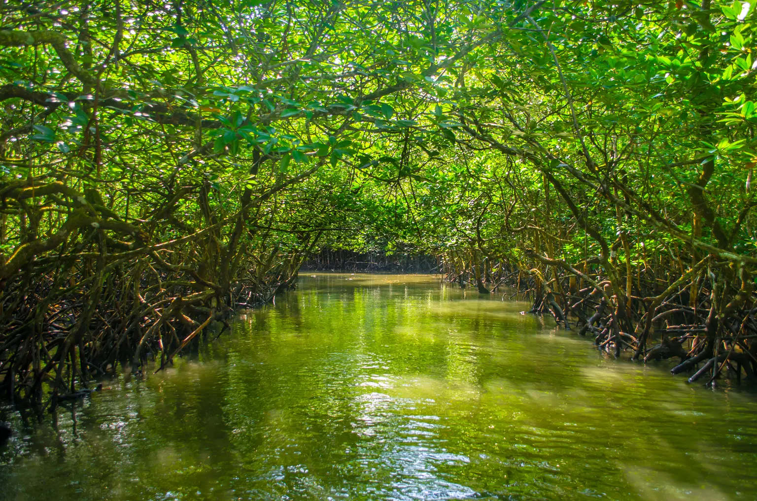 Baratang Island