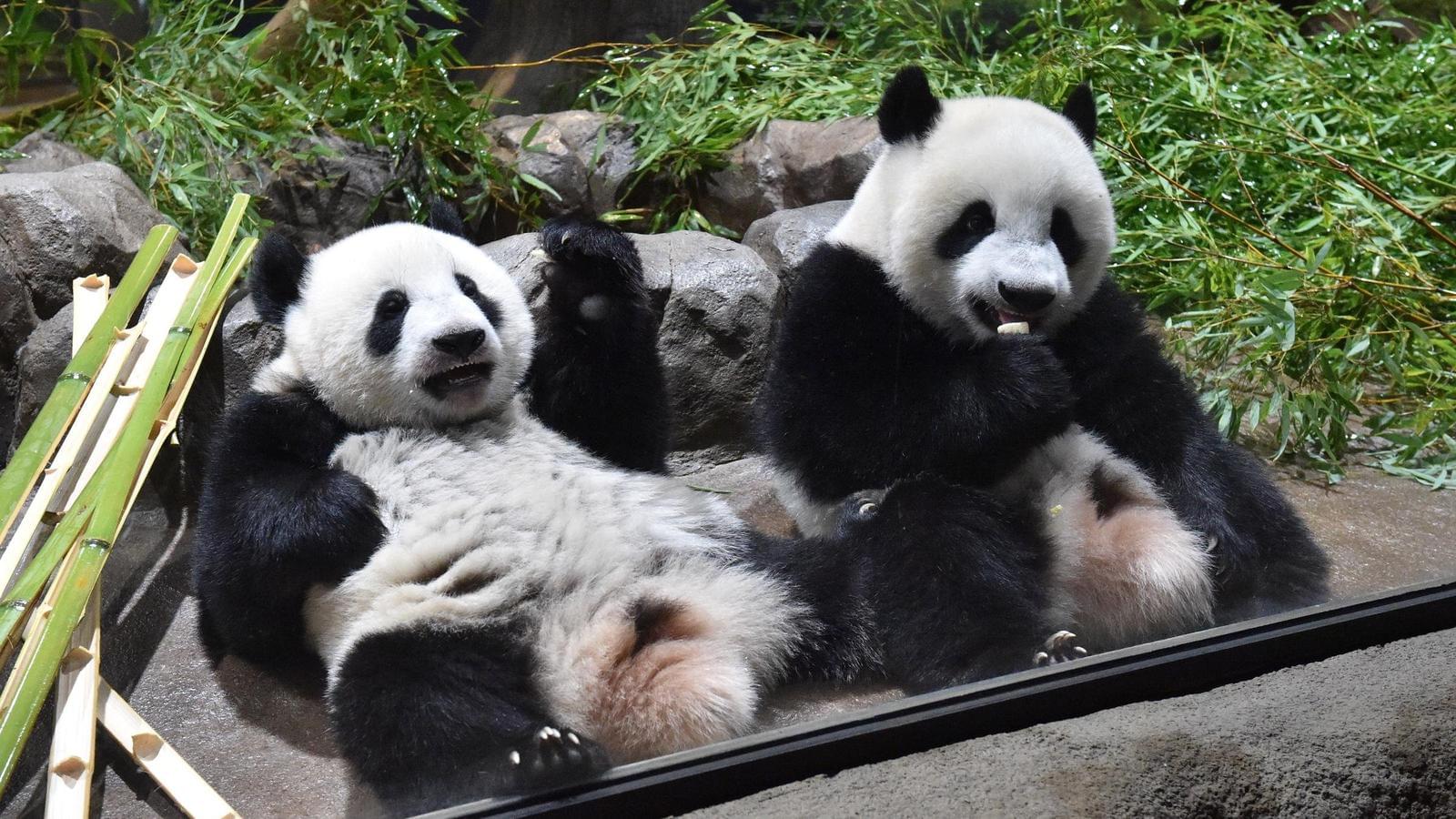 Get a glance of different animals at Ueno Zoo