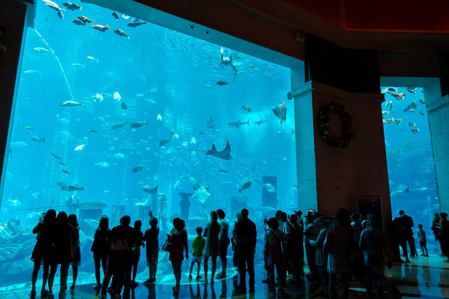 Admire 60,000 plus marine species at the Lost Chambers Aquarium