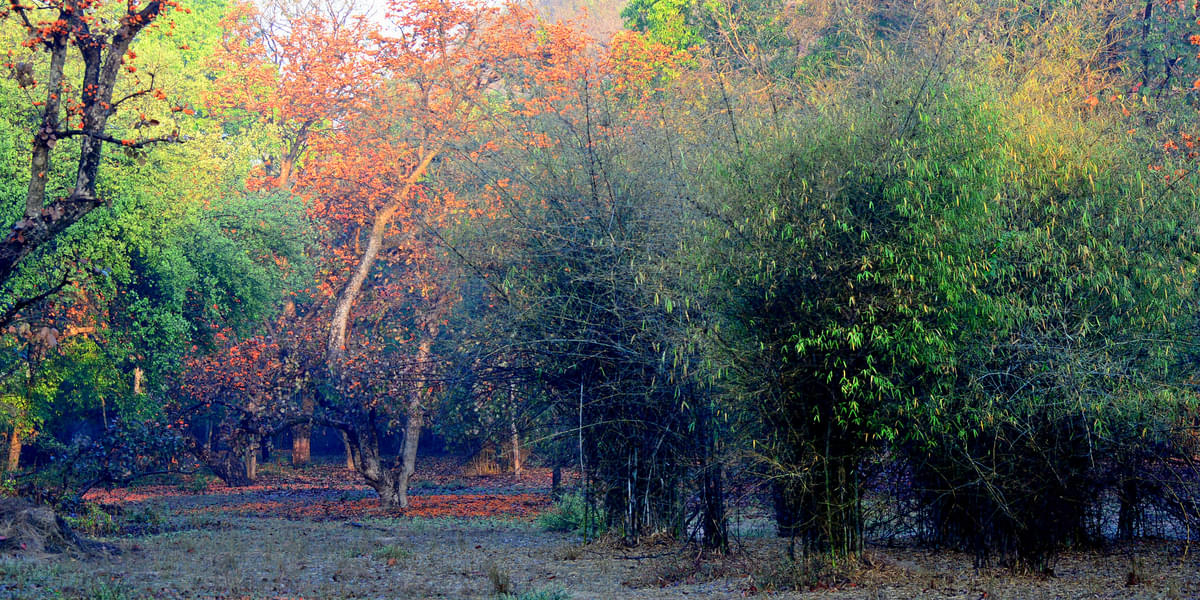 Short Trip to Bandhavgarh National Park Image