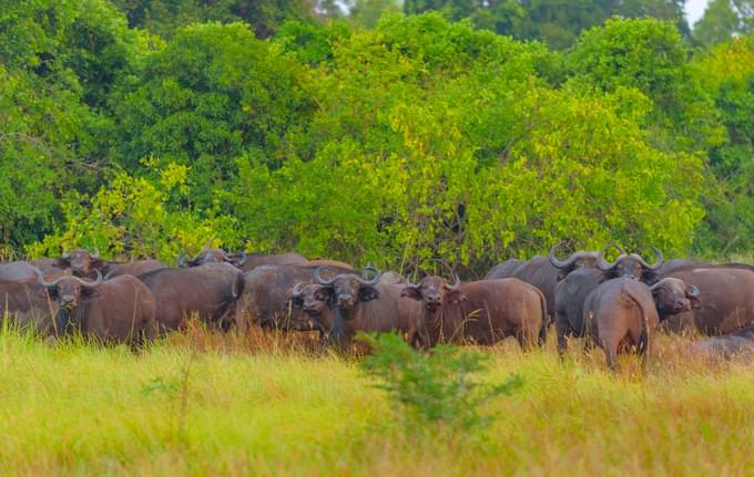 saadani national park