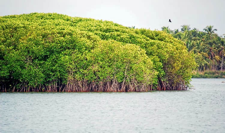 Chettuva Backwater, <em>Thrissur</em>