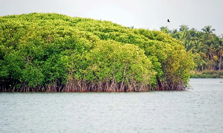 Chettuva Backwater