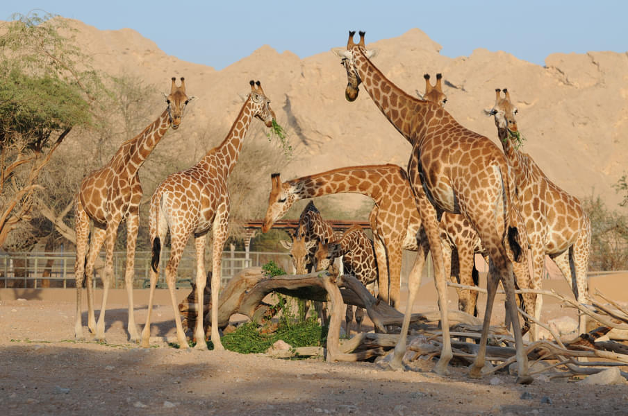 Meet the big family of Giraffes at the zoo