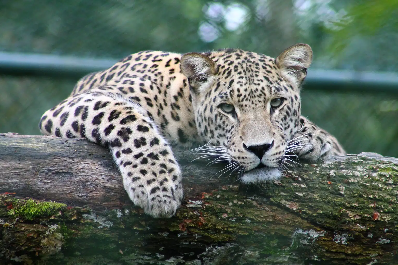Tiger Tracking and Birdwatching Tour Corbett National Park
