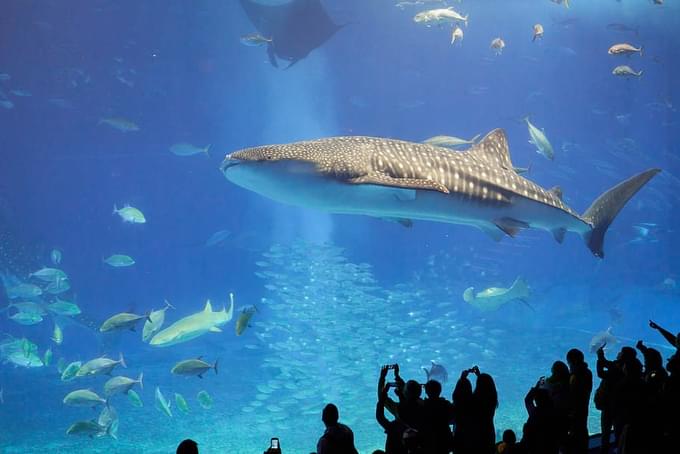 Okinawa Churaumi Aquarium