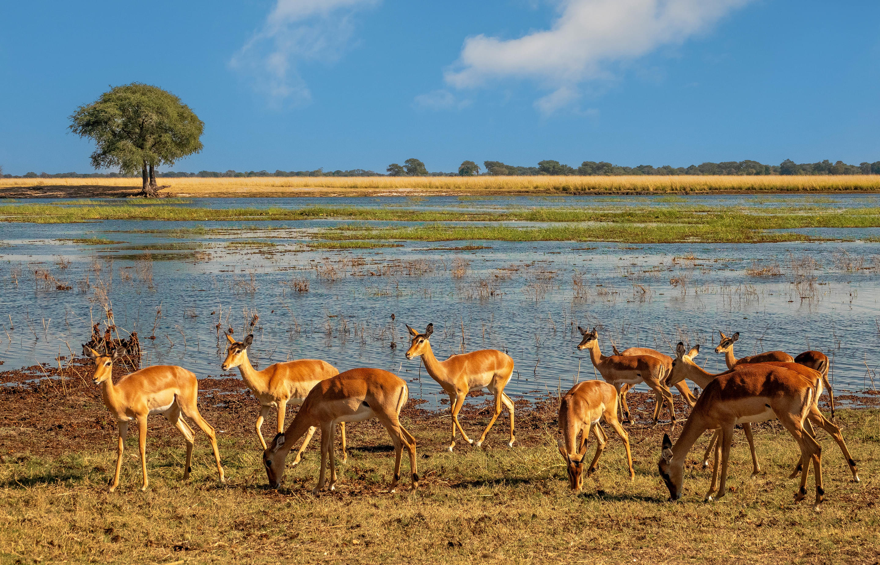 Chobe National Park Overview