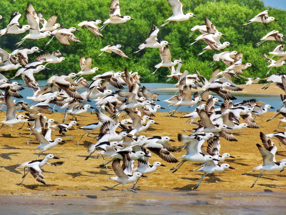 Pirotan Island