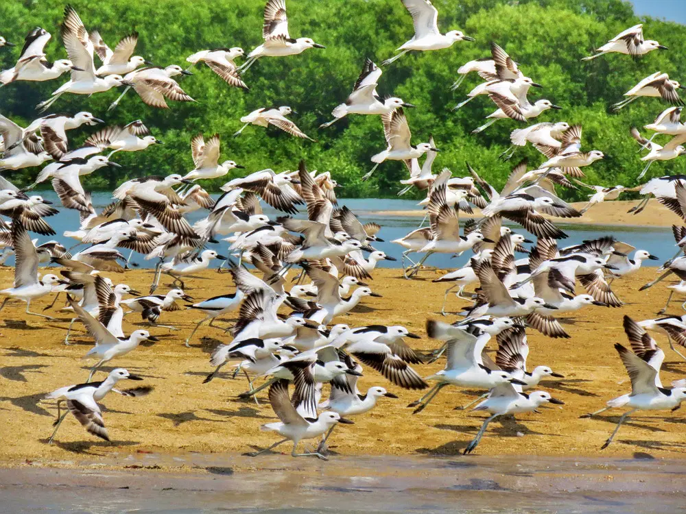 Pirotan Island