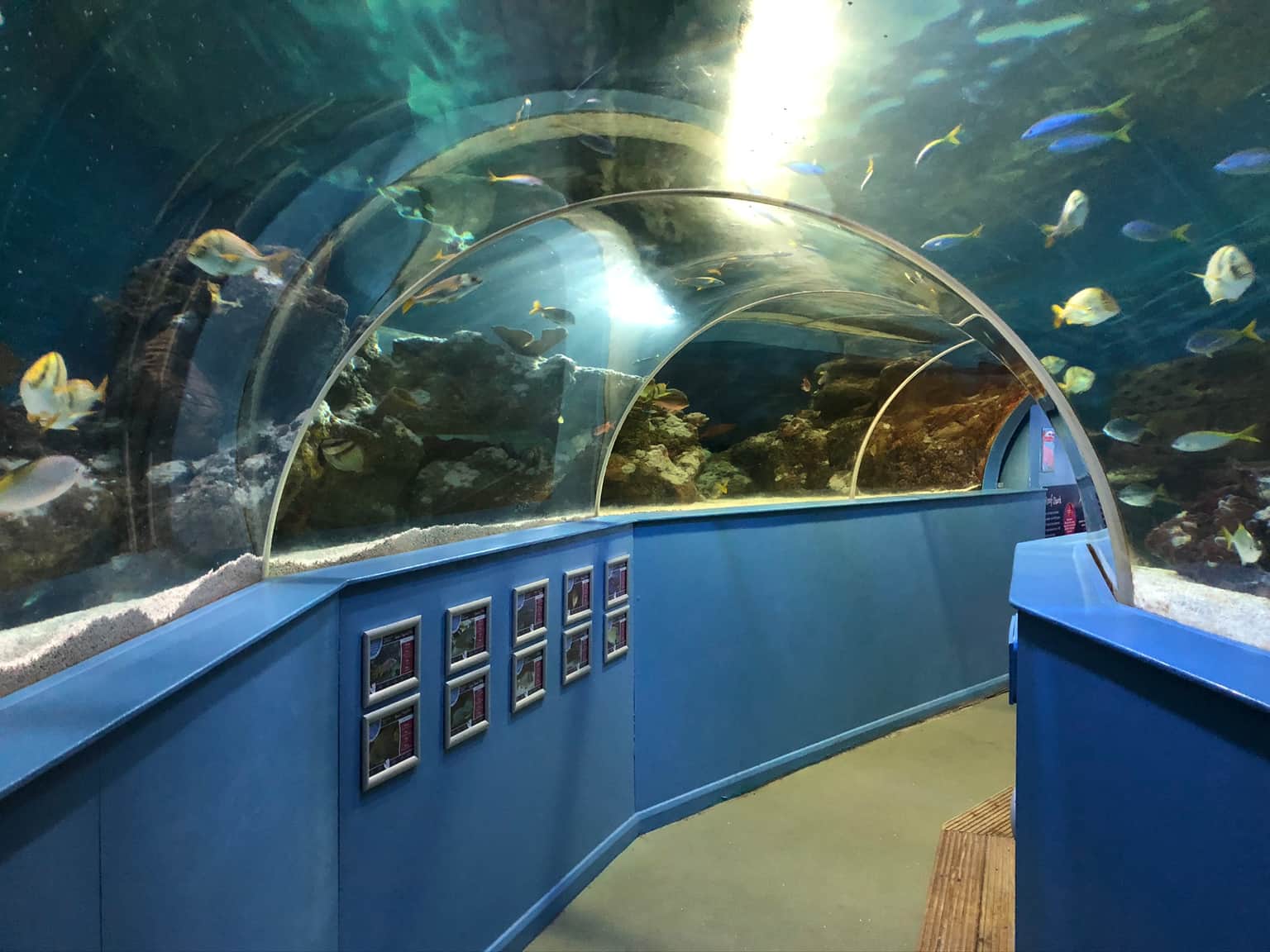 Blue Reef Aquarium, <em>England</em>