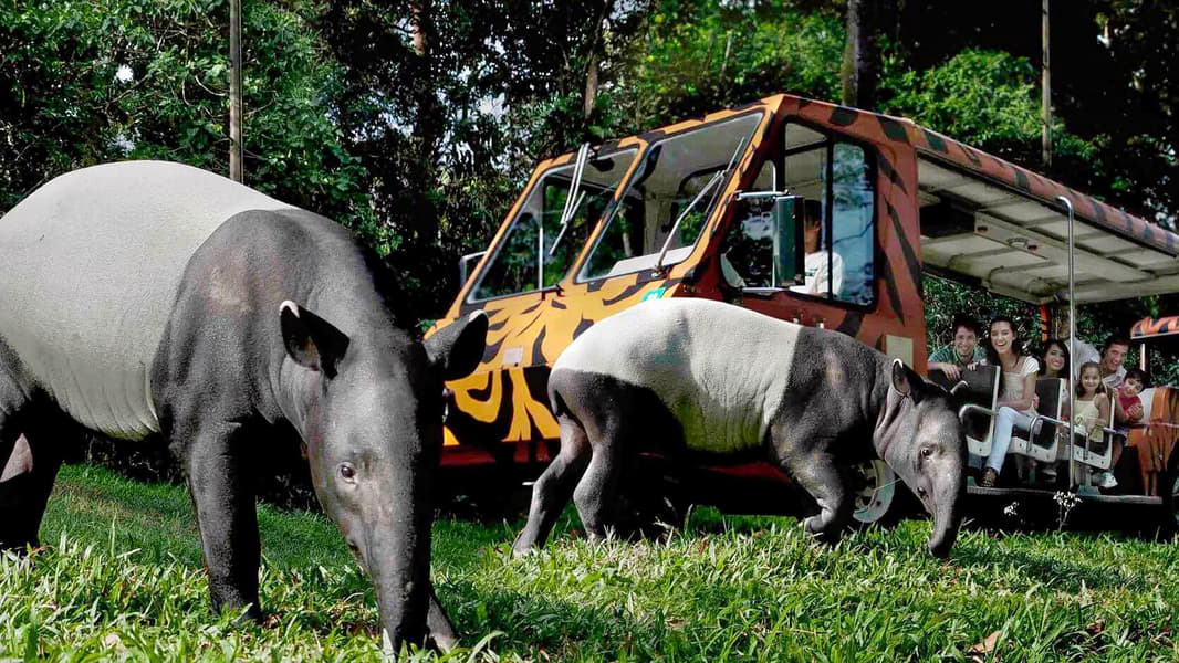 Singapore Adventure | Wildlife Encounters & Sightseeing Image